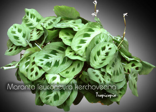 Suspendue - Maranta leuconeura kerchoveana - Plante qui prie, Plante religieuse, Plante prieuse - Green prayer plant, Herringbone